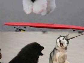 “迷你犬让二哈意外怀孕”爆红韩国!网友:别告诉泰迪!