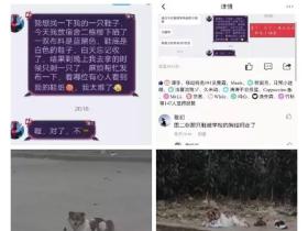 “全网通缉这条狗,它把我胸罩叼走了!”