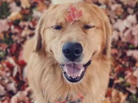 女孩想养一只“暖心”的狗,大家都推荐了金毛,可结果……