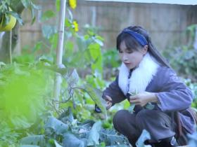 不到1.68亿,李子柒能赚多少钱?盘点爆红背后的那本帐