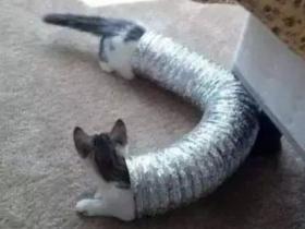 有个“猫伸长协会”,里面的猫都太太太太太太太太长了!