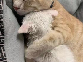 歪果网友分享了一组非常有爱的猫猫照片