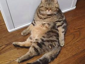 胖狸花一猫分饰N角,我仿佛见到了一百只猫