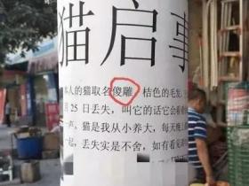 看完铲屎官设计的寻猫启事,猫走得更远了…