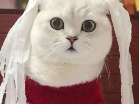 “封城后,幸好有他们帮我喂猫…”