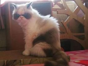 网友家猫天生暴怒脸,但性格hin温柔,这反差萌谁受得了啊