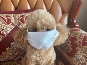“花式”抗击疫情,狗狗也不例外!