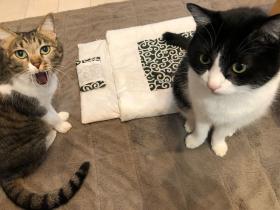 时隔四年,日本推主家的猫终于学会用猫被窝了