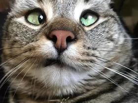 天生残疾的猫猫,却用它独特的眼睛吸引了十几万网友