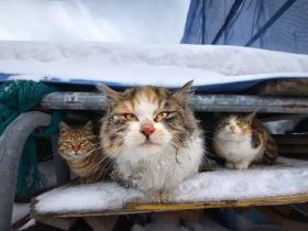 滑雪、看海、打地洞…原来北海道的流浪猫是这么过冬的!