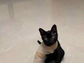 猫猫因前脚骨折被打上石膏,画风突然就变了