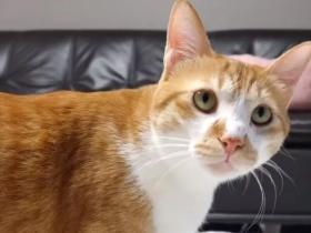 身为公(公)猫却母爱泛滥,每天坚持给4个孩子“喂奶”