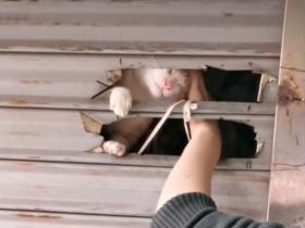 “疫情爆发后,我每天在喂邻居家的猫…”