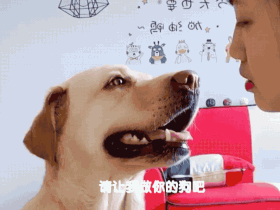 相处久了才发现,我家狗竟然是个“霸道总裁”!