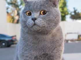 这只戏精猫用6年逆袭成表情包影帝,红爆全世界!