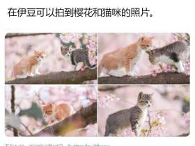 日本推主拍下了小奶猫赏樱的画面,网友们的心都被暖化了