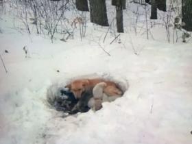 狗狗用体温在雪地融出一个小窝，志愿者翻开它的肚子后哭了
