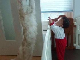 网友家的四只巨猫守护小宝宝,压迫感强到要溢出画面了!