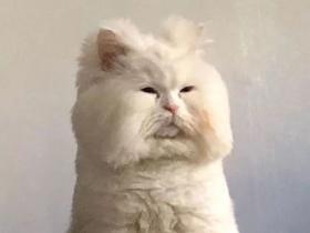 这,大概是我见过最潦草的一只猫了…