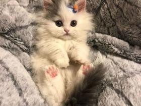 INS上有一只 戴着发卡的小奶猫,火了!!!