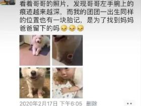 24年后这只小企鹅又看哭了所有人:它只是换个方式陪伴你