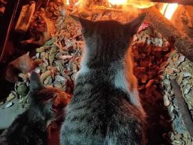 猫生艰难,总有刁民想害朕!