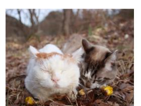猫叔,去世了…