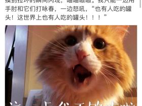 “养猫之后,我再没好好吃过一顿饭…”