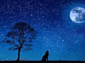 宠物MCN眼里的新媒体营销该怎么玩?星宠秀如是说