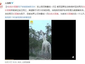 全世界仅剩最后一只!肯尼亚珍稀白色长颈鹿惨遭猎杀