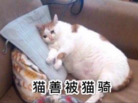 “都是第一次当猫,我凭什么让着你?”