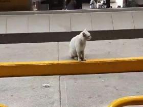 流浪猫在超市门前骗吃骗喝,最后…竟然骗到了一个家!