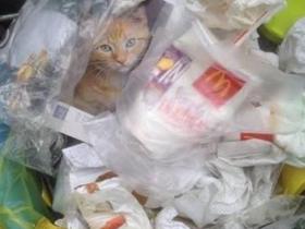 热心网友从垃圾桶里救出一只小橘猫时，空气瞬间凝固了