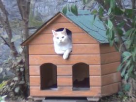 戏精猫翻拍《回窝的诱惑》:品如你听我解释!