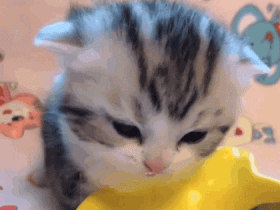 一只小奶猫,能可爱到哪去???(猫咪动图)