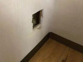 人在家中坐,猫从天上来…