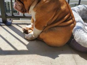 3岁大的英斗Big Poppa,引65万人点赞,网友:我懂你!