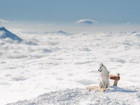 看到这只狗的生活后,我哭了