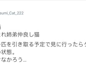 没想到,领养一只流浪猫…竟然这么香!