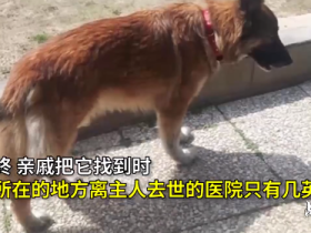 主人感染新冠肺炎去世,狗狗独自找到医院,苦等主人