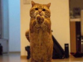 全网最甜的短腿兄妹喵,实在是太太太太太上头了!