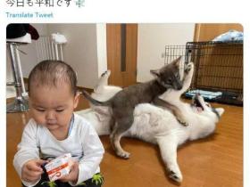 铲屎官晒祥和的一天,结果网友们却笑翻了...