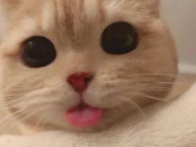 橘猫凭“吐舌头”撩倒200万粉丝,五月天阿信都顶不住