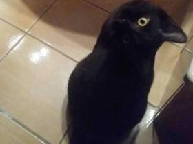 养了黑猫以后,看眼科的次数越来越多了