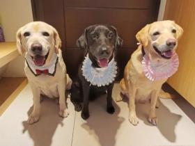 工作犬退休后都在干嘛?真相有点辣眼睛