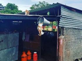 猫:为了尝这口琼浆玉液,老子脸都不要啦!