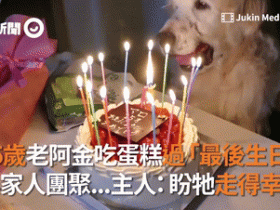 15岁老金毛过“最后生日”,它笑得特别开心,可网友却看哭