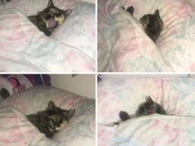 “恬不知耻的坏猫,快把我的床还给我!”