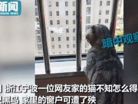我家猫得罪了一只记仇的黑鸟后,每天隔着窗户“被喷屎”
