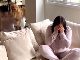 网友假哭测试狗狗，没想到狗狗的举动让她真的哭了